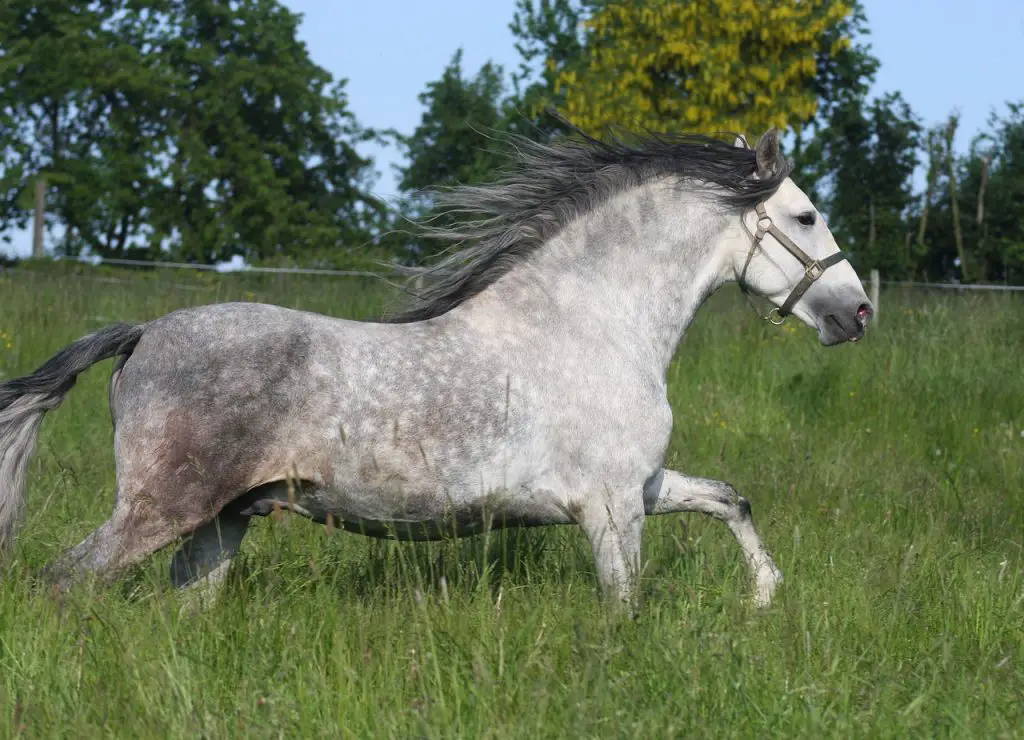 Andalusian