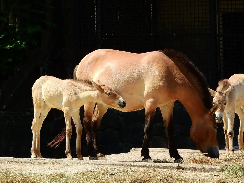 PRZEWALSKI’S HORSE 