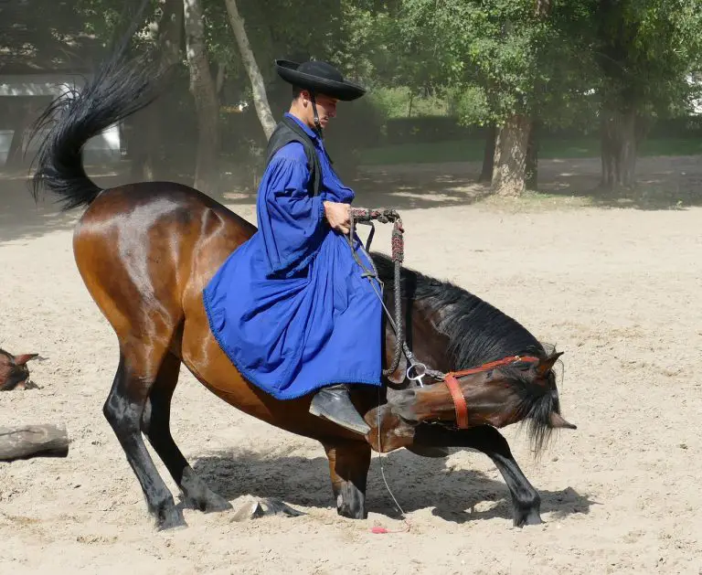 Horse To Bow