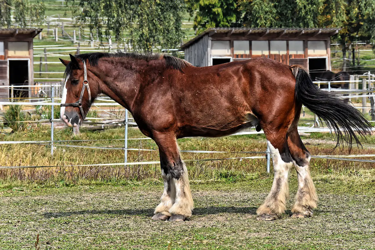 Largest Horse