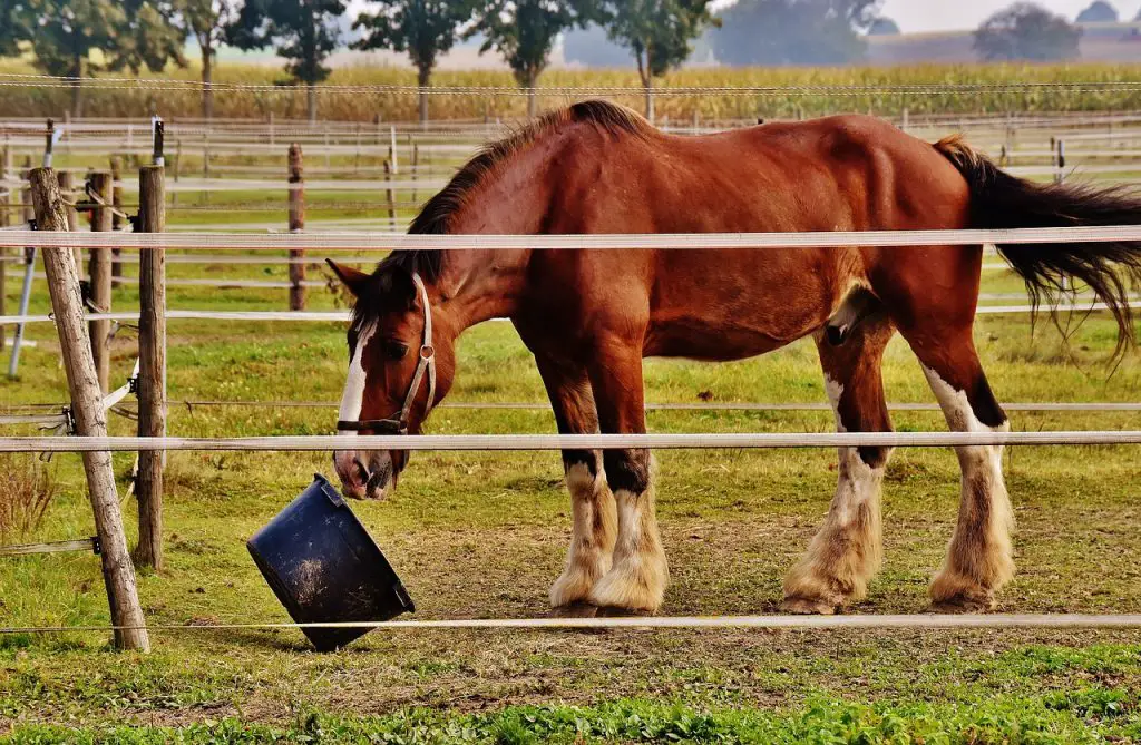  SOAKING HAY PELLETS