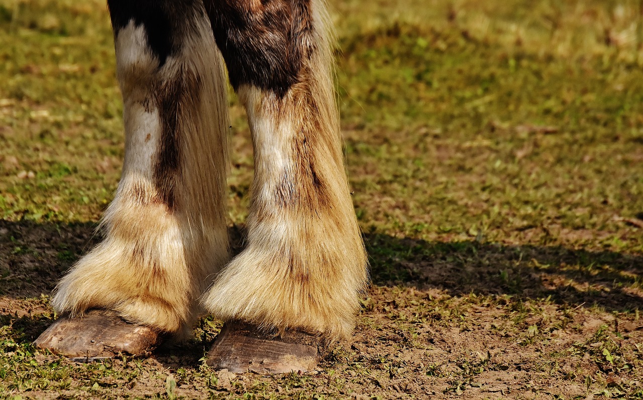 Disorders of the Foot in Horses