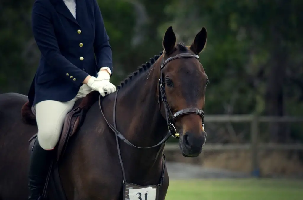 Irish Sport Horse