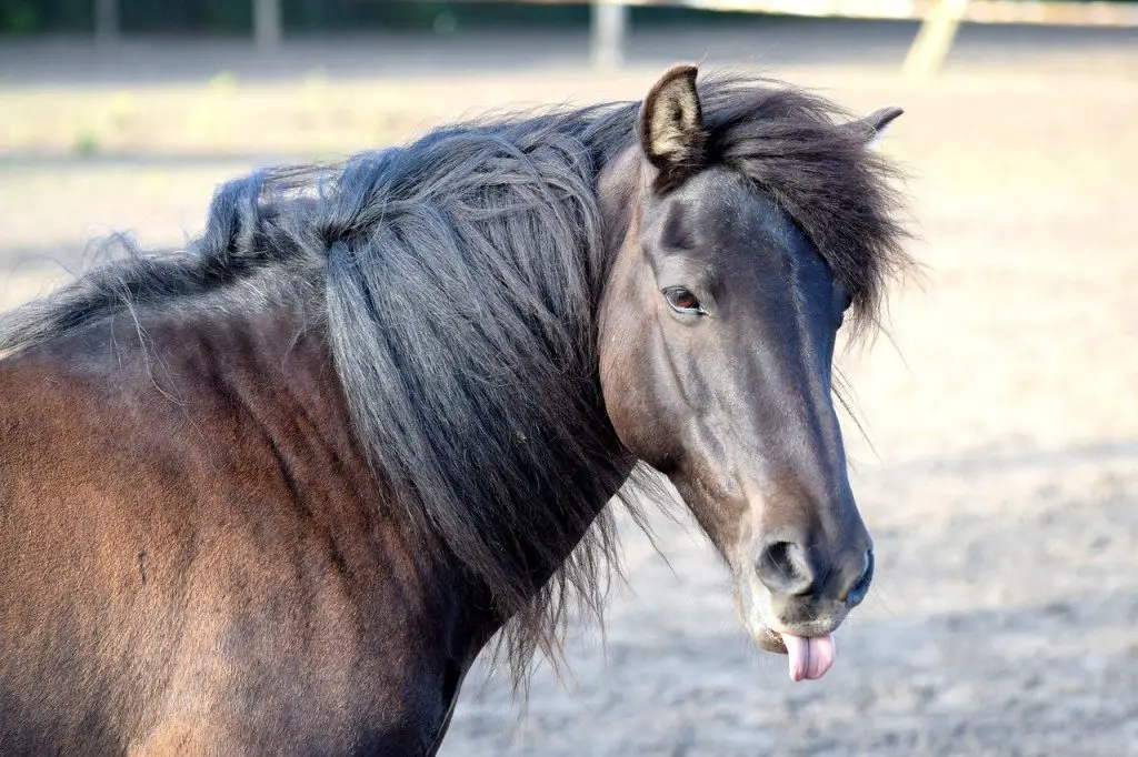 Equine Taste Preferences