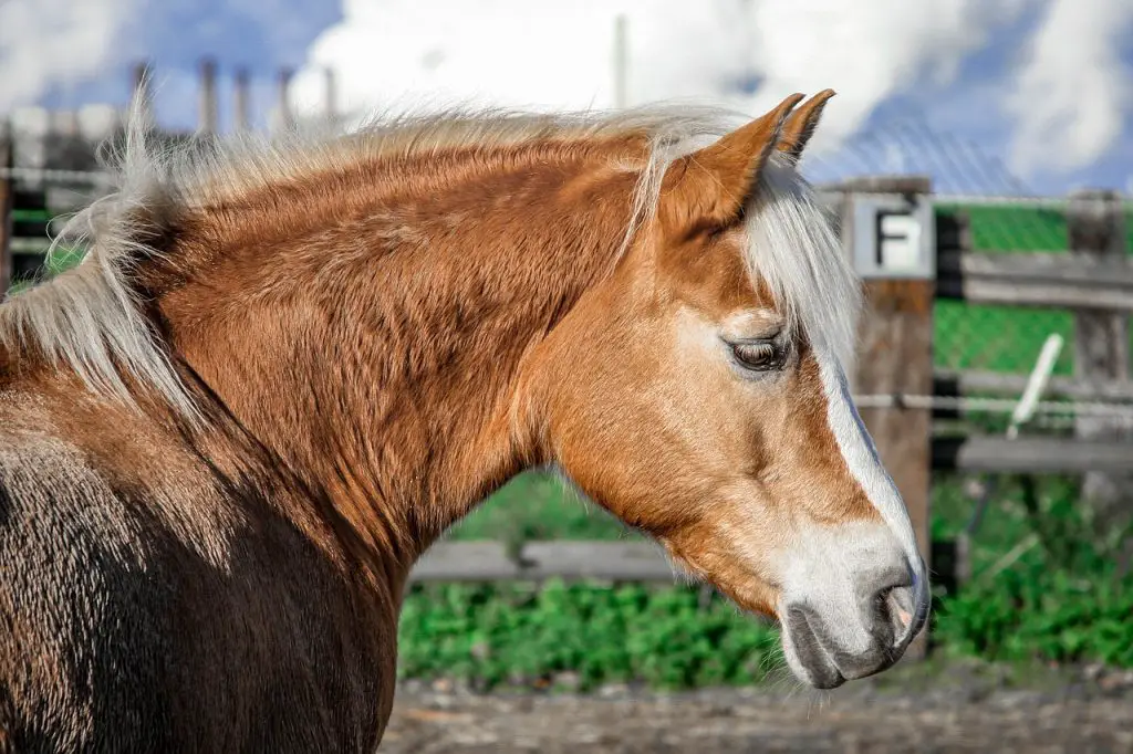 Horses Have Fur