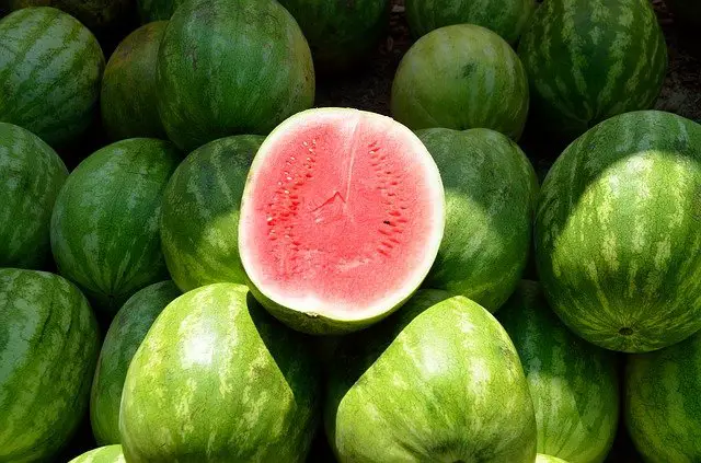 Horse Cannot Eat Watermelon