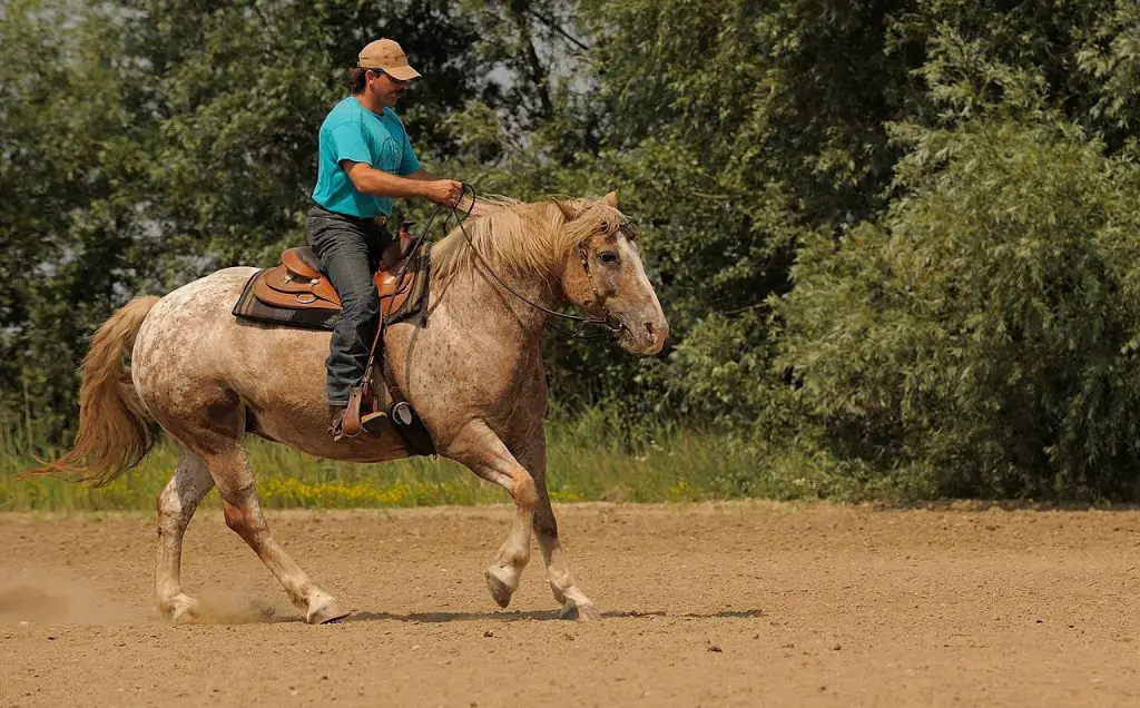 Horse Riding Accidents