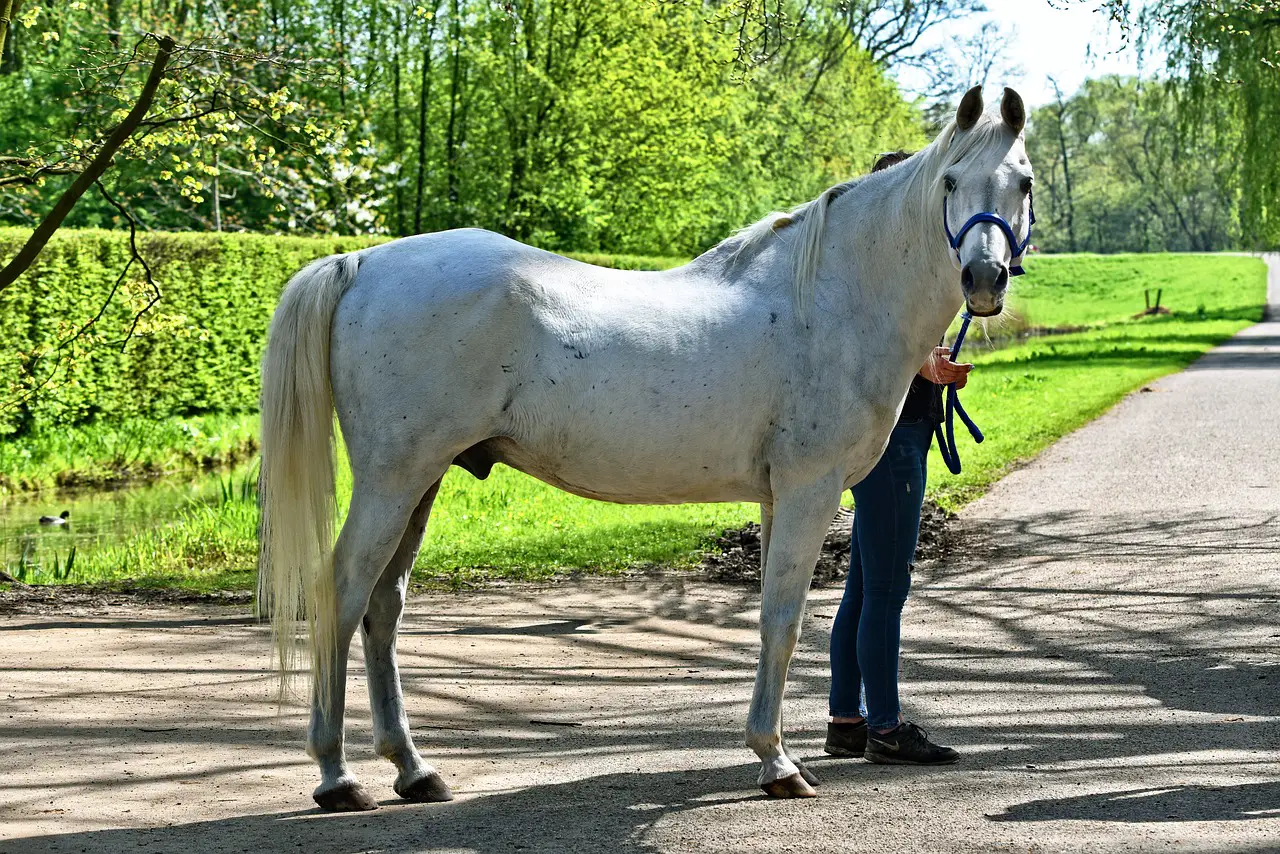 Equine Lordosis