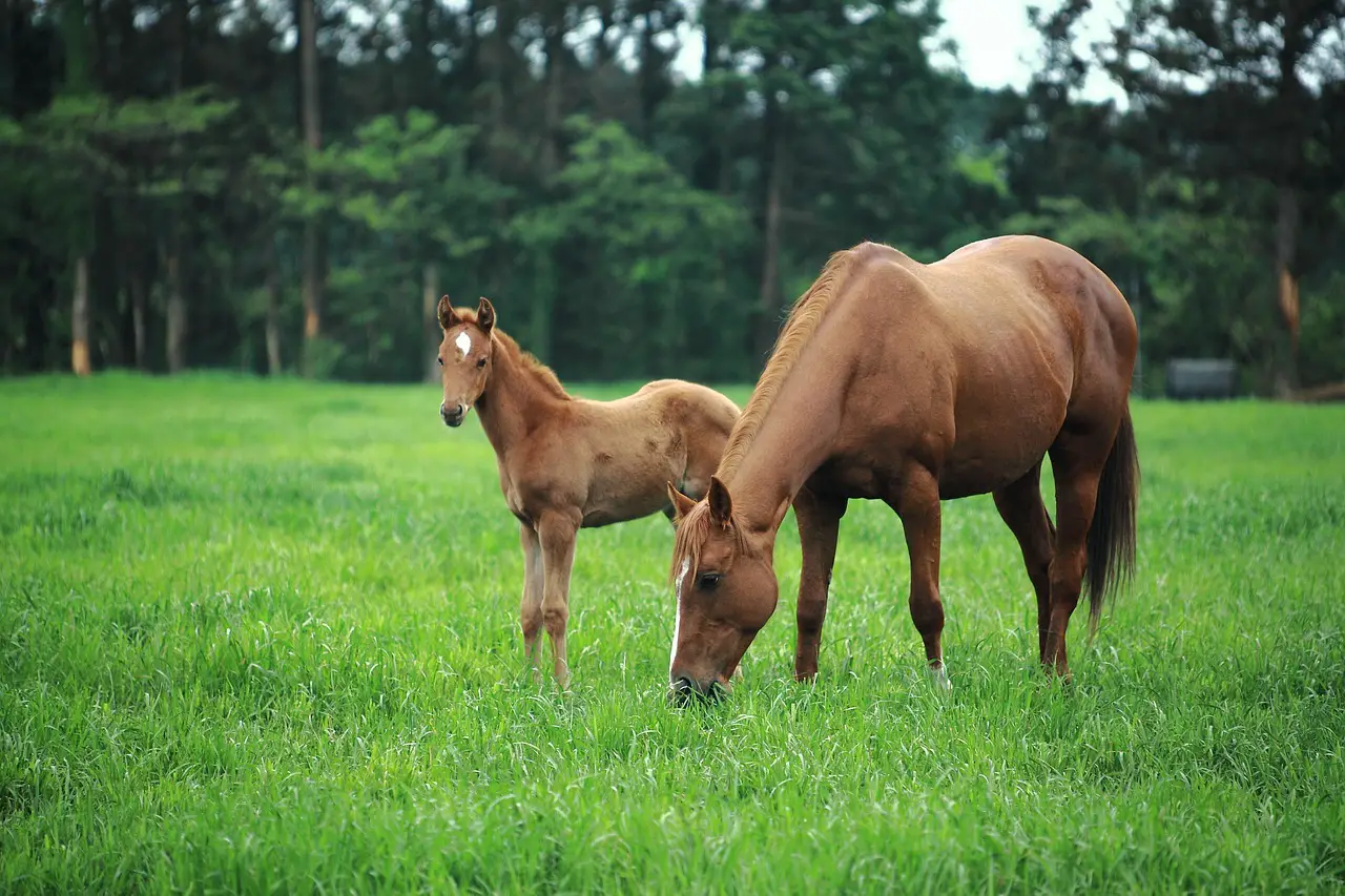 Expectant Mare and Foaling
