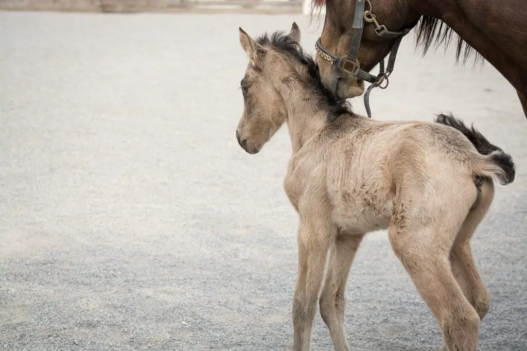 Foals Can A Horse Have