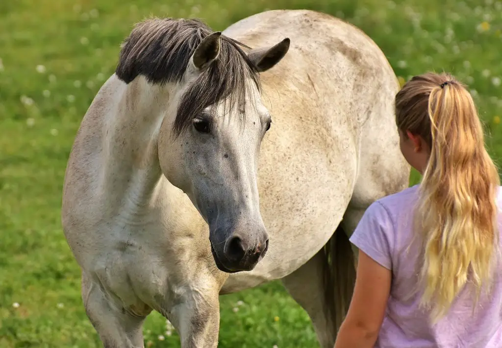 Equine Chiropractic