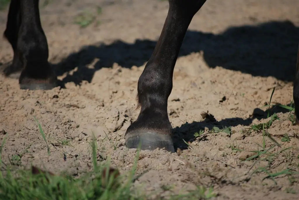 Signs of Problems in its Hind Legs