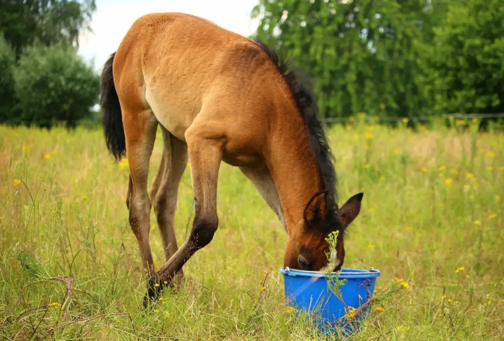Feed Oats to my Horse