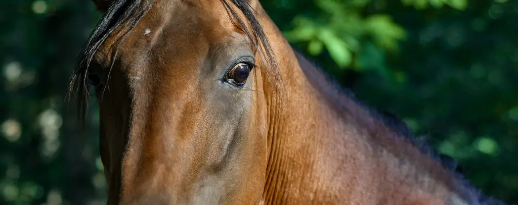 PROTEIN QUALITY IN HORSE