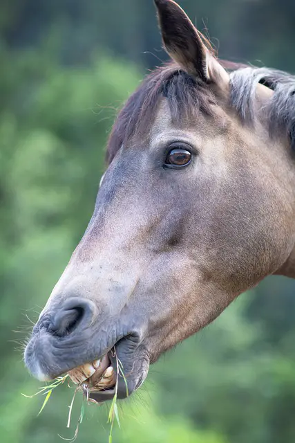 Canine And Wolf Teeth in Horses