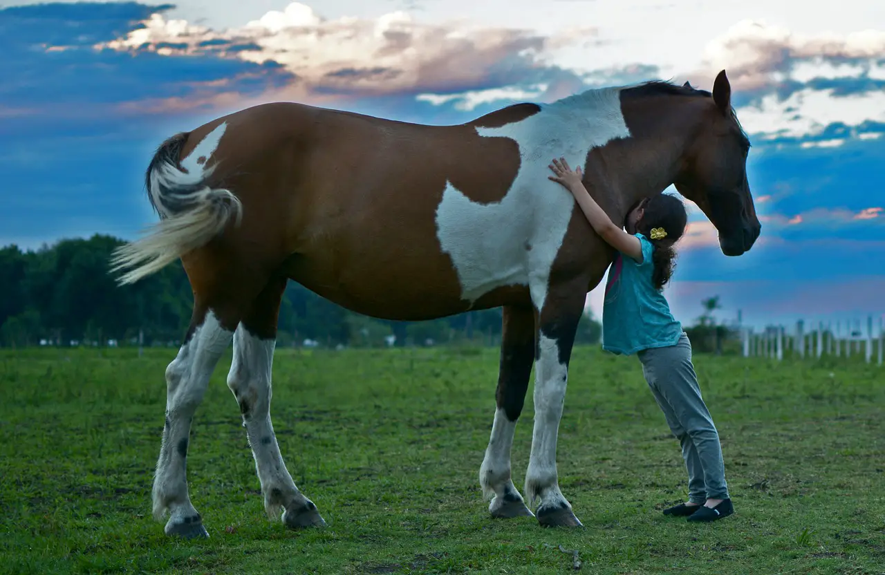 How Tall Will Your Horse Be