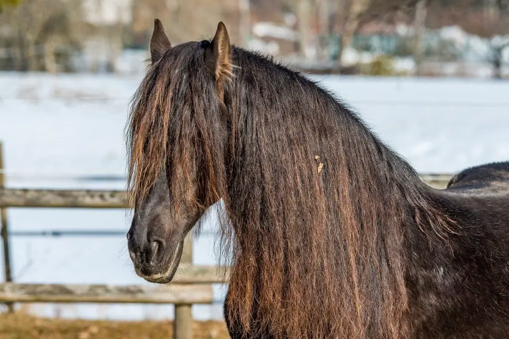 Chronic Weight Loss in Horses