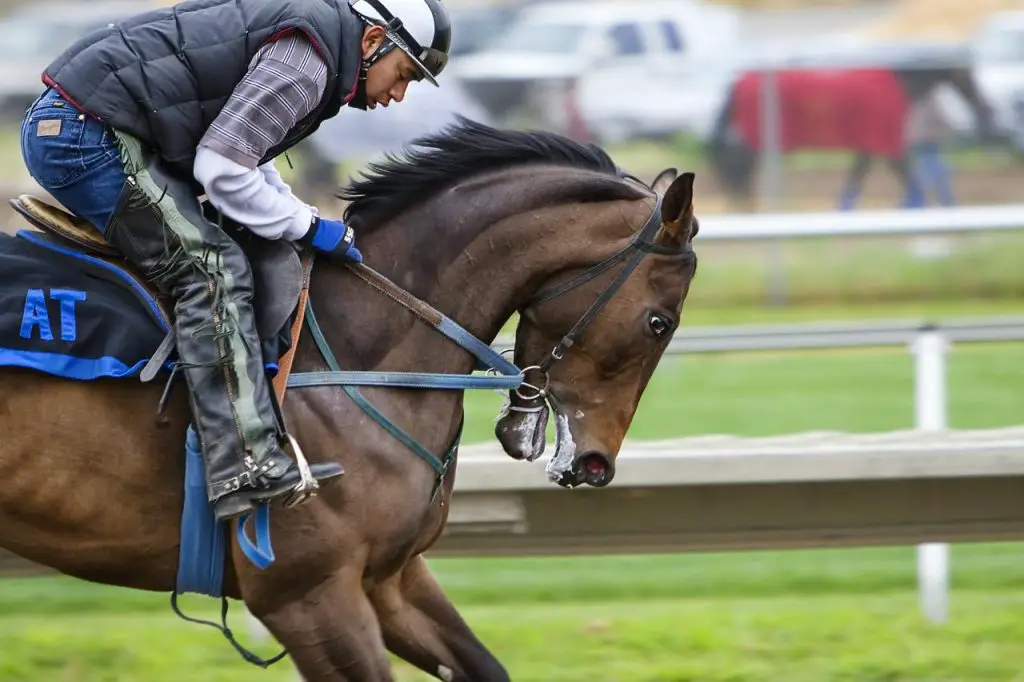 Performance Horses and Other Horses