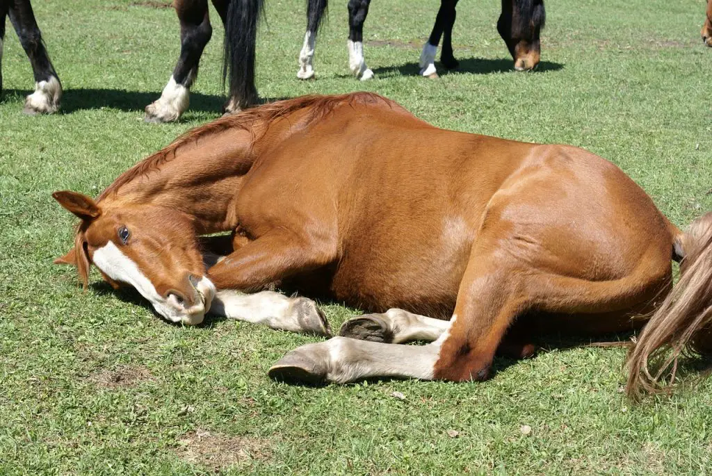 Horse  Enterolith