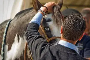 Horse Strangles Vaccination
