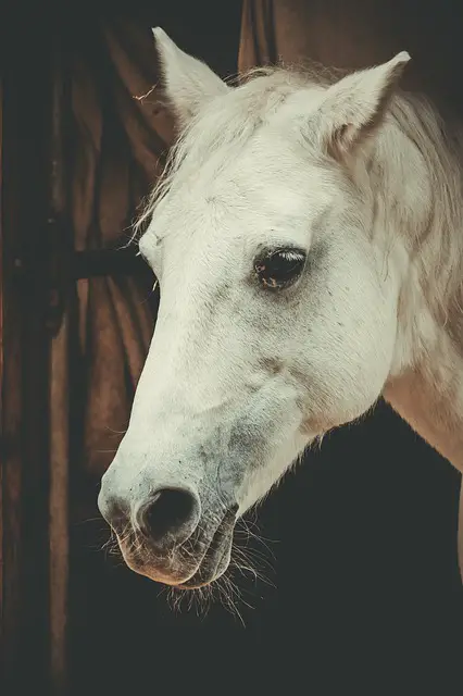 Can Horses Drink Beer