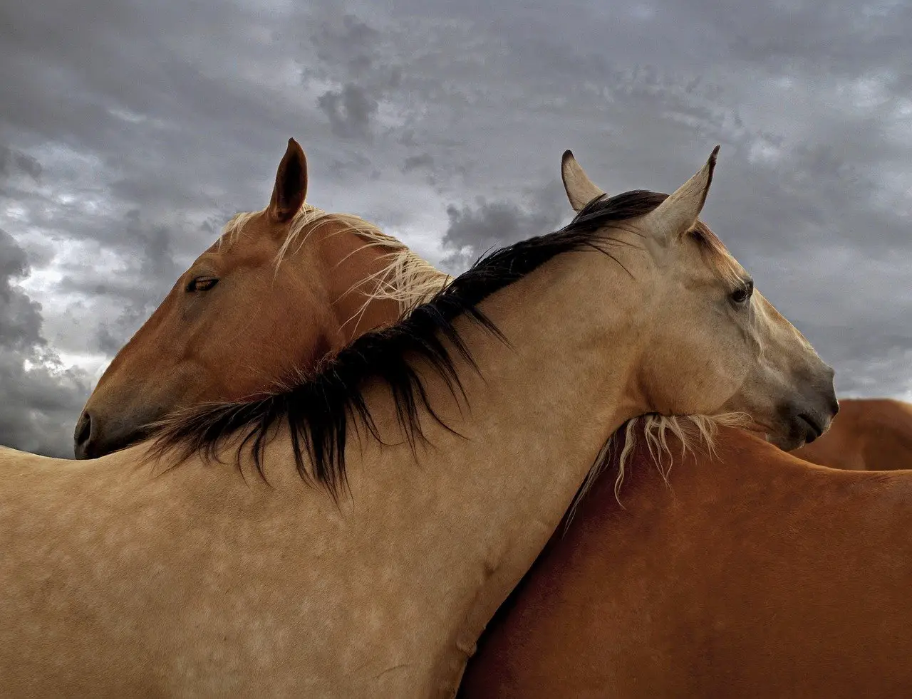 Heart Murmurs in Horses