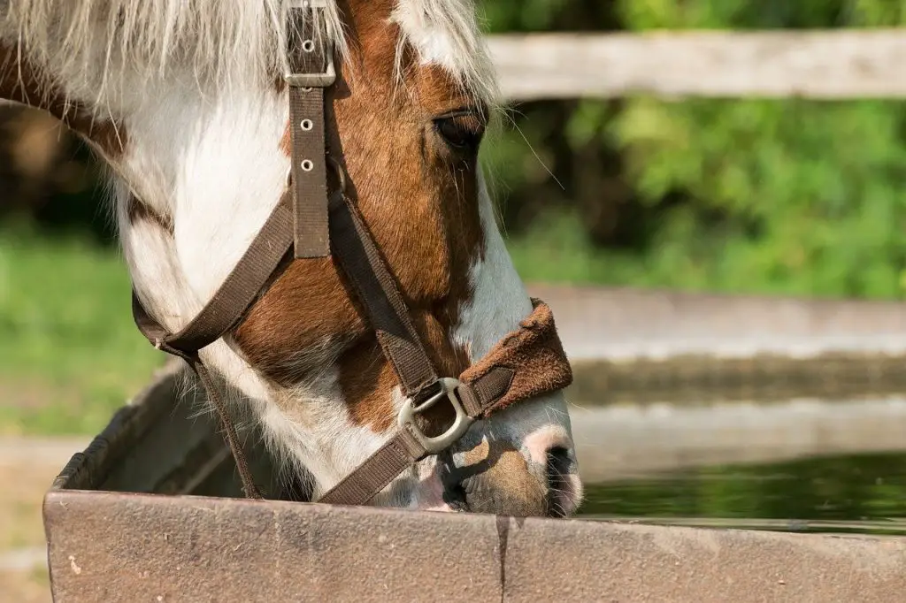 Goldfish On Horse