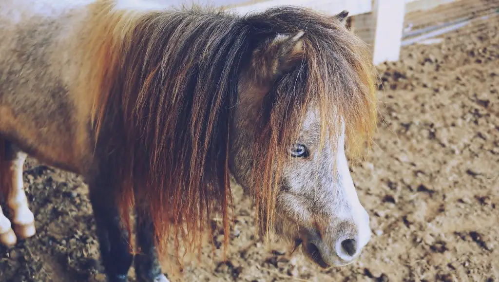 Falabella Miniature Horse