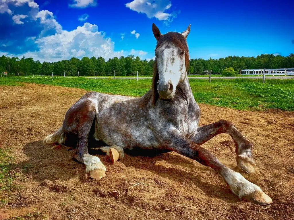 Vitiligo Horses