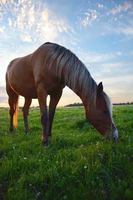 Clover In Horse Pasture