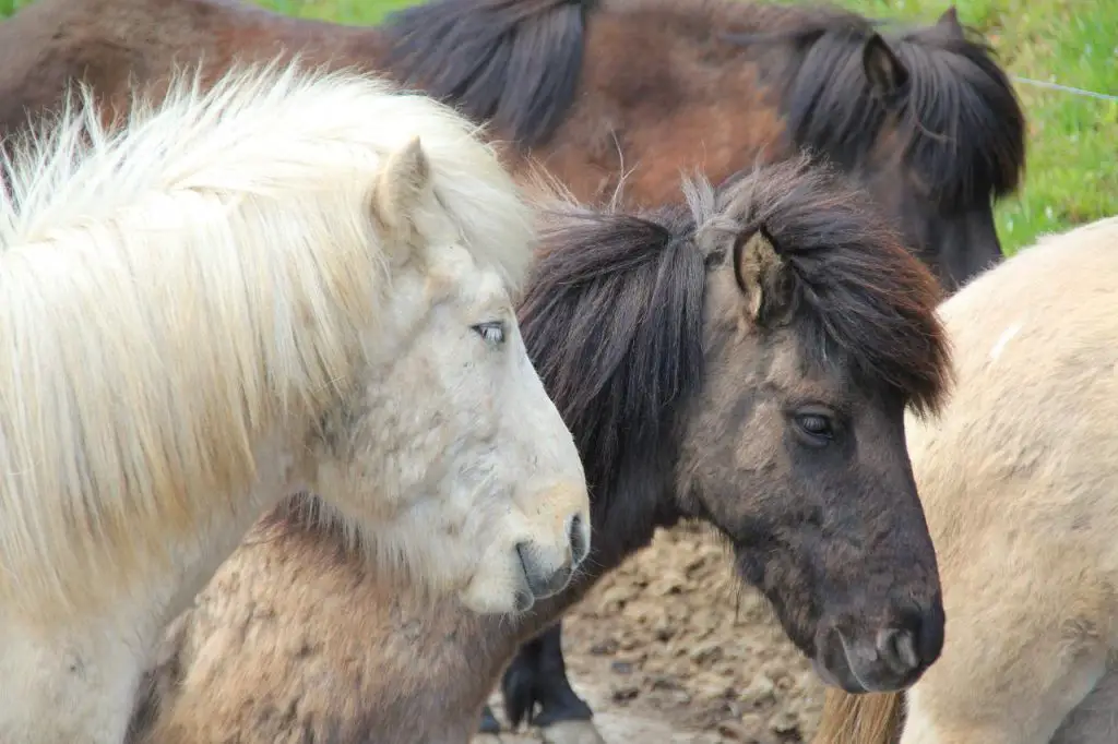 Yakutian Horses