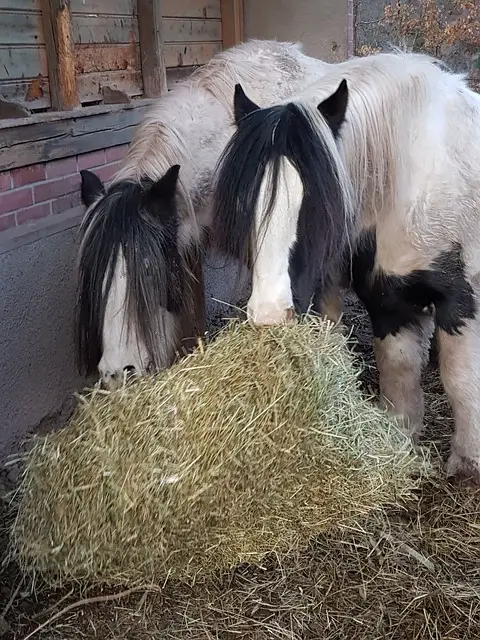 Wheat Bran to my Horse