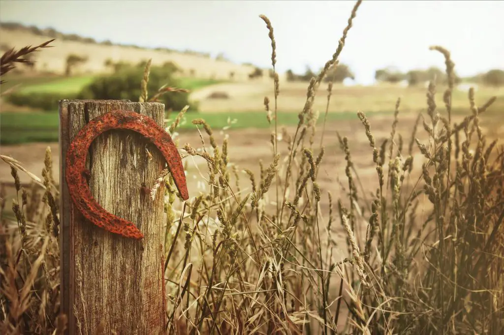 Pitch Horseshoes
