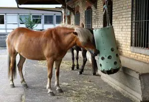 Botulism in Horses