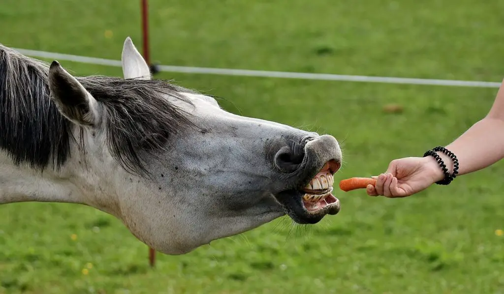 Carrots on Horse