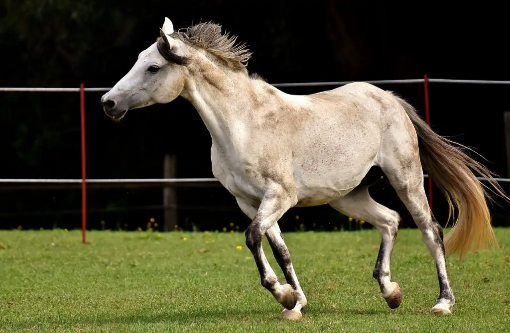 HOCK INJECTIONS
