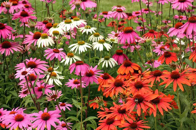 Echinacea