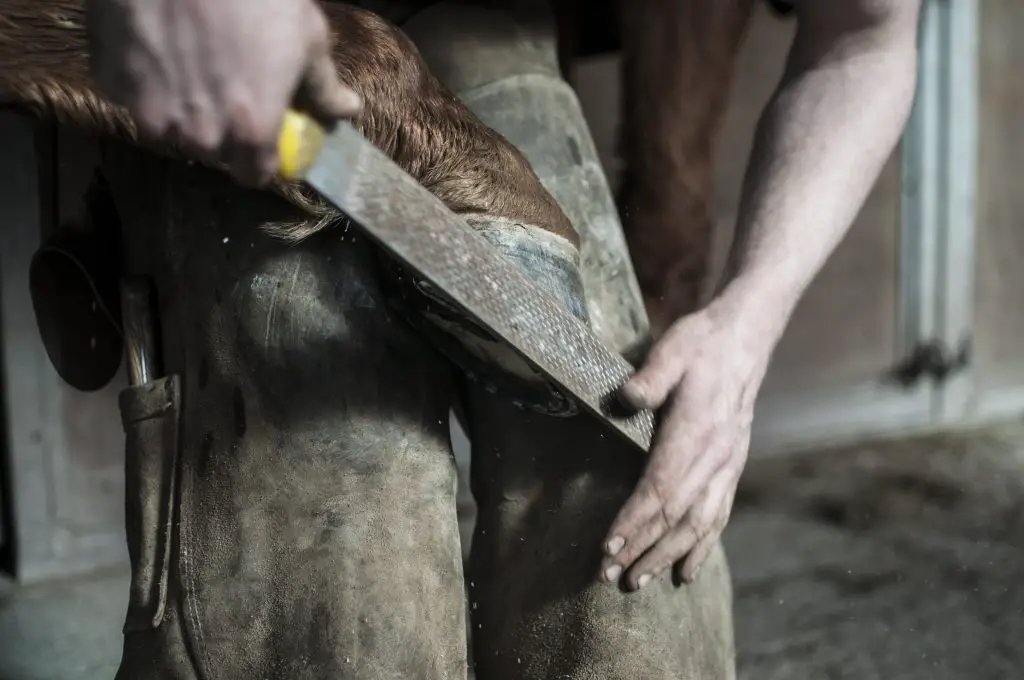 FINDING A FARRIER
