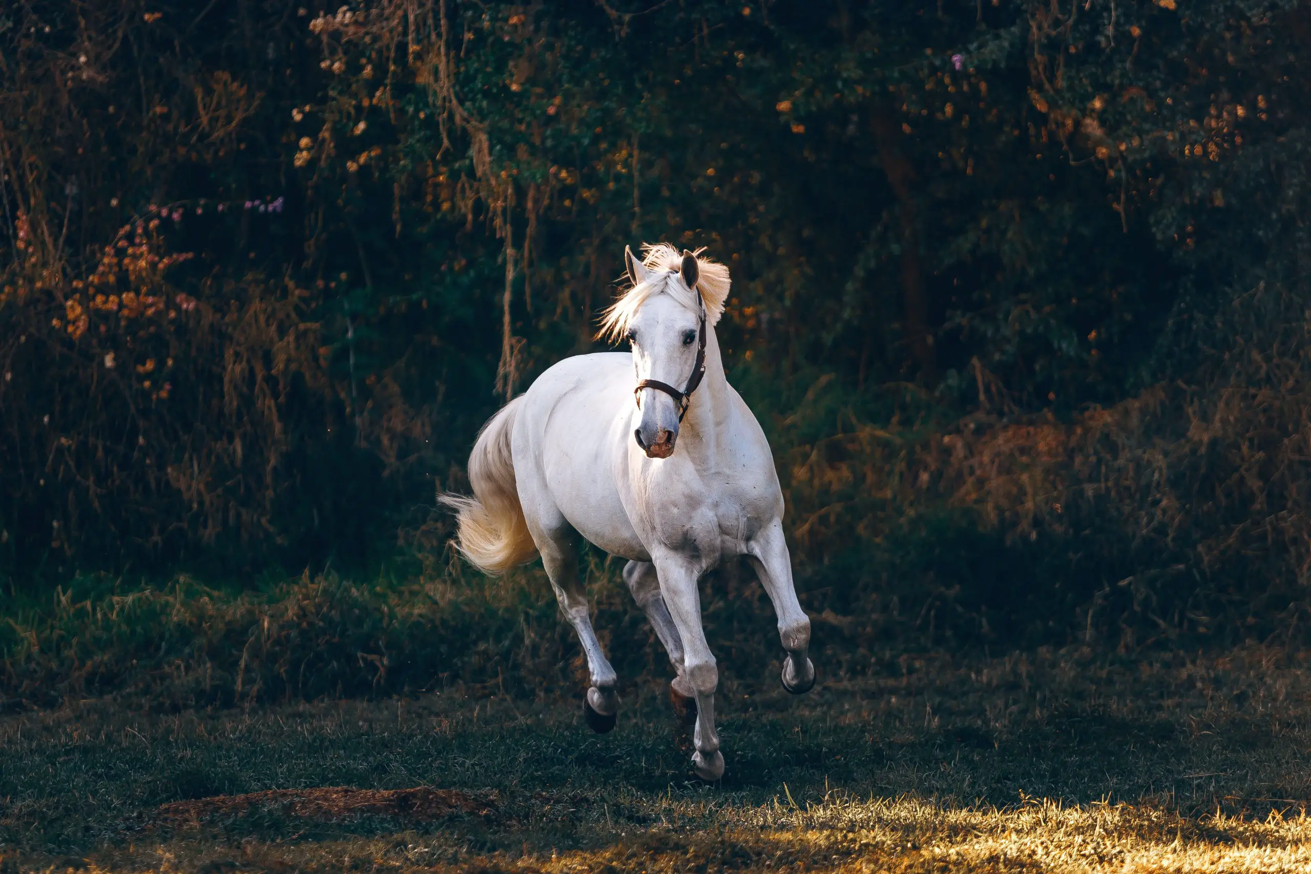 A white horse running on a green field